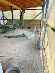 PRE SALE 4 Mixed PEACOCK Hatching Eggs, Ready to Ship IN 7-14 DAYS