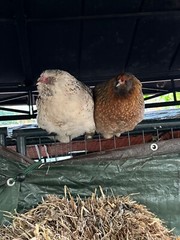 12 Rainbow chicken hatching eggs| Healthy Flock