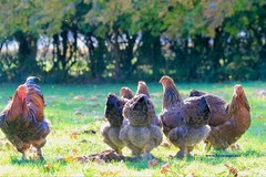 10+ Fertile Brahma Chicken Hatching Eggs Gold Laced Isabella Partridge Lavender