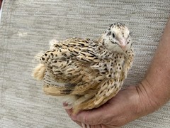 60++ Fertile Jumbo Multi Color Coturnix Quail Hatching Eggs