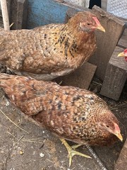 12+6 Fresh Fertile Hatching Eggs, Blue, Green, Mint, Olive, BYM +Cemani +