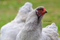 10+ Fertile Brahma Chicken Hatching Eggs Gold Laced Isabella Partridge Lavender