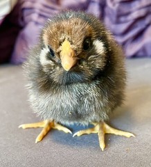 10+ Rare Breed Chicken Fertile Hatching Eggs Orpington, Cochin, Sweddish Flower