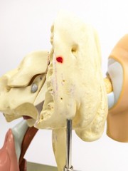 Vtg Somso DS5 Ear Anatomical Model