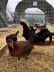 8 + Mug, Pumpkin, Blue, Black, RQ cross chicken hatching eggs