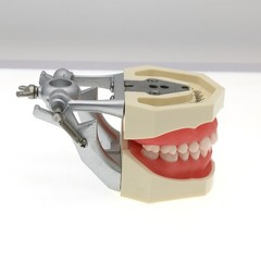 Dental Typodont Teeth Model With Removable Teeth fit Kilgore NISSIN 200/500 Type