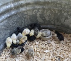 12 Exotic Rare Button Quail Hatching Eggs Colors extras included