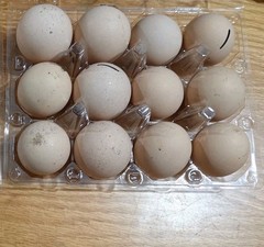 Hatching eggs Silver laced wyandotte