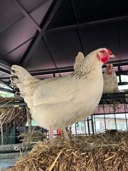 12 Rainbow chicken hatching eggs| Healthy Flock