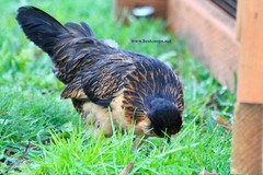 6+ Fertile Barbu De Watermael Chicken Hatching Eggs