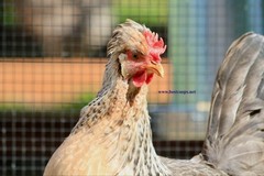 10+ Fertile Homozygous Cream Legbar Chicken Hatching Eggs