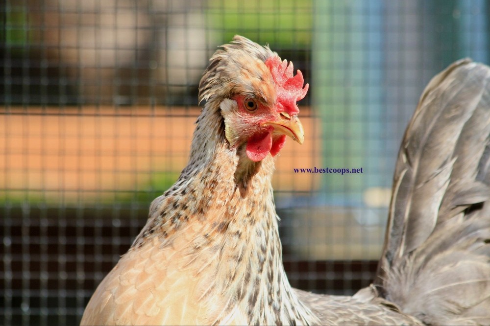 12+ Fertile Homozygous Cream Legbar Chicken Hatching Eggs
