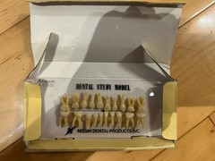 Kilgore International Typodont Teeth Set for Dentistry Model/MPN B3-305(325)