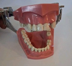 Vintage Columbia Dental Dentoform Typodont 1361 1362