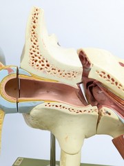 Vtg Somso DS5 Ear Anatomical Model