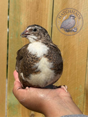 10+ JUMBOS RARE COLORS Coturnix Quail Hatching eggs – mixed variety
