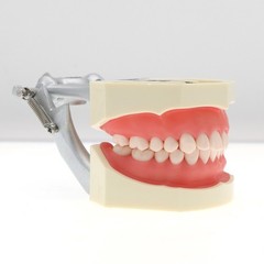 Dental Typodont Teeth Model With Removable Teeth fit Kilgore NISSIN 200/500 Type
