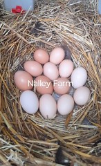 Silver Laced Wyandotte (6) 🐣 fertilized hatching eggs.Please read description.