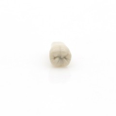 US 32Pcs Dental Individual Replacement Teeth Fits Columbia 860 Typodont Model
