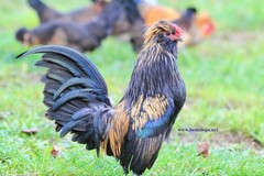 6+ Fertile Barbu De Watermael Chicken Hatching Eggs