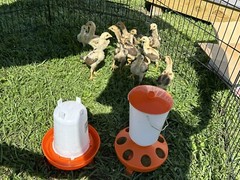 4 Indio Gigante hatching eggs Brazil. NPIP~ AI TALLEST CHICKEN BREED IN WORLD 🌎