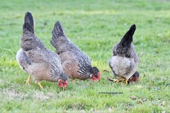 10+ Fertile Homozygous Cream Legbar Chicken Hatching Eggs