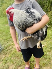 This sale is for 10+ silver laced Wyandotte hatching eggs