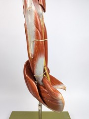 Vtg Anatomical Somso Muscle Arm Model with Shoulder Girdle (B)