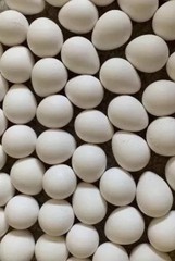 12 Northern Bobwhite Quail Hatching Eggs FREE SHIPPING