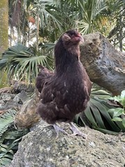 (6) Mauve and Chocolate Ameraucana Hatching Eggs – Possible Mottled Split!