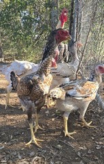 6+ Extremely Rare BLUE Real Indio Gigante Hatching Eggs RRA (((GUARANTEE)))