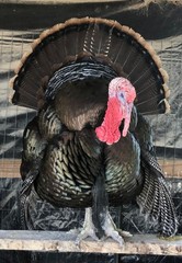 Osceola Hybrid Turkey Hatching Eggs (One Dozen)