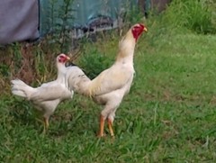 6 super rare pure white Indio gigante hatching eggs. The tallest chicken breed