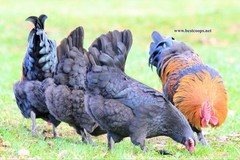 10+ Fertile Chicken Hatching Eggs Brahma Camani Serama Legbar Marans Owlbeard