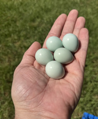 15+ RARE Celadon Coturnix Quail Hatching Eggs NPIP AI Free