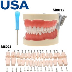 US Dental Typodont Teeth Model Mounting Pole Fit Columbia Kilgore Nissin Frasaco