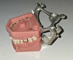 Vintage Columbia Dental Dentoform Typodont 1361 1362
