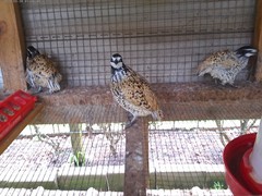 Mexican Speckled Bobwhite Quail Eggs for Sale 20+ Fertility Verified Clean eggs