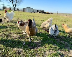 12+ Rainbow Chicken Hatching Assortment Ameraucana, Faverolles, Marans, EE / OE
