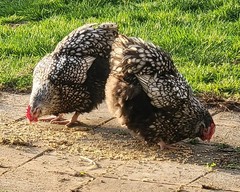 14 Pure English Orpington Hatching Eggs Mauve, SL,Mauve Laced, Choco, Huge Birds