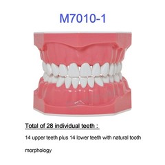 US 1:1 Typodont Teeth Model M7010-1 for Brushing Flossing Practice Teaching
