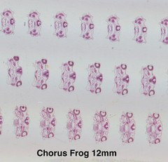 Embryology Microscope Slide Set 25 – aquatic, amphibian, chick, and mammal