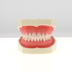 US 28Pcs Dental Typodont Teeth Model fits Kilgore NISSIN 200 Type Teeth Teeth