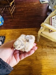 Silkie Hatching Eggs 7+ Calico Partridge Black Gray White Splash And Paint