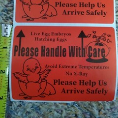 200 Large 4″ x 3″ Handle with care Hatching Eggs Mailing Shipping Label sticker