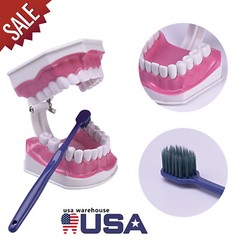 Dental Typodont Teeth Model with Braces Orthodontic Teaching Patient Demo Study