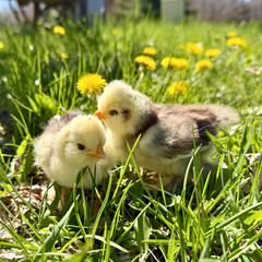 Silkie Hatching Eggs – Chocolate Mottled & Paint Lines – 12+ Fertile Eggs