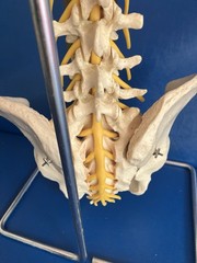 Vintage SOMSO Flexible Human Spine Model with Pelvis – Made in West Germany