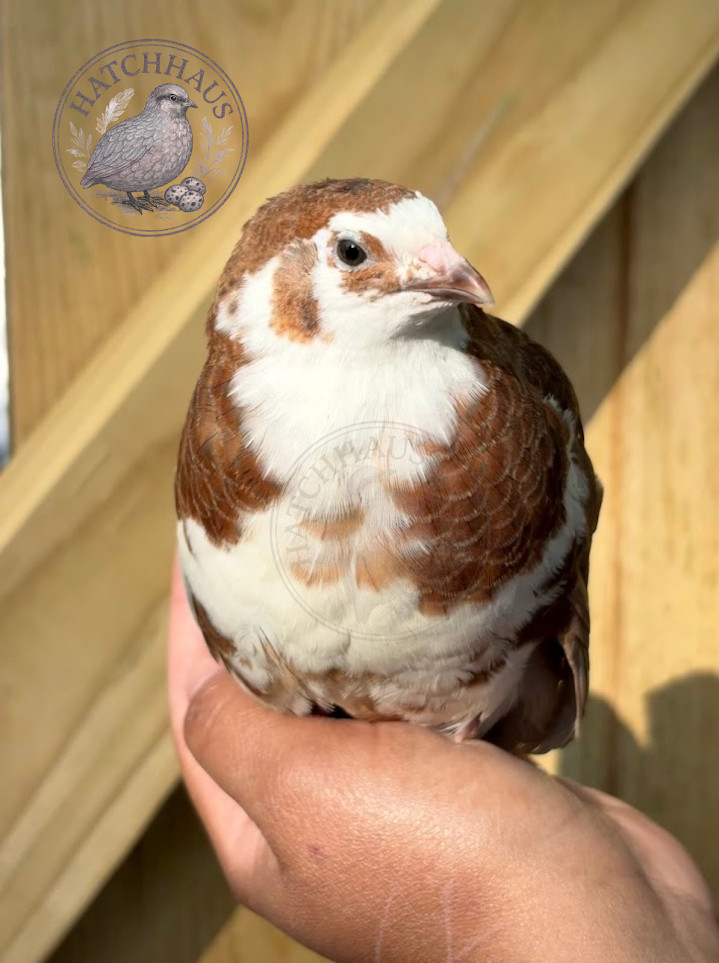 12 RARE COLORS Celadon Coturnix quail hatching blue eggs – 1 dozen mixed variety