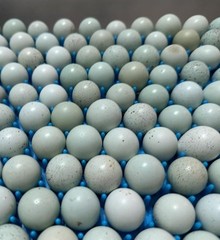 16+**RARE COLORS** Celadon Blue Coturnix Quail Hatchg Eggs Eggs